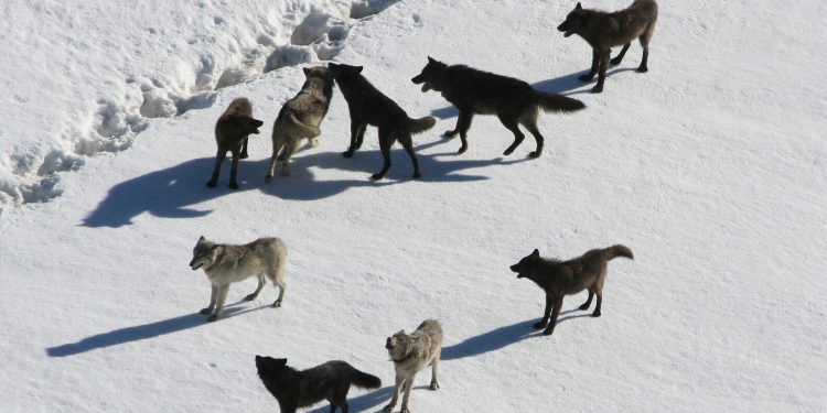 wolves-221304_1920-750x375